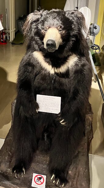 北海道大学総合博物館