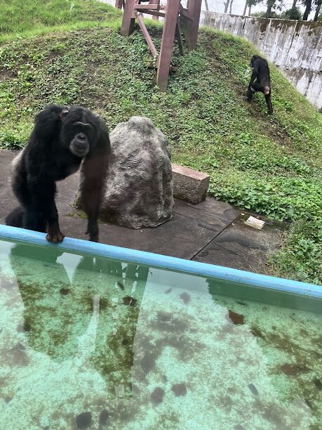 カドリードミニオン パン君