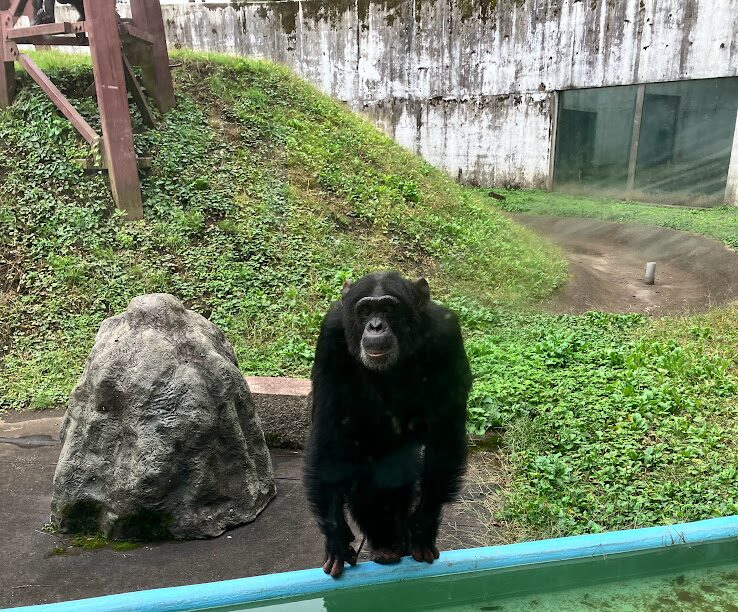 カドリードミニオン パン君