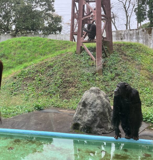 カドリードミニオン パン君