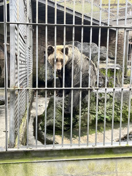 カドリードミニオン